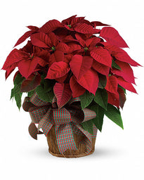 Great pots