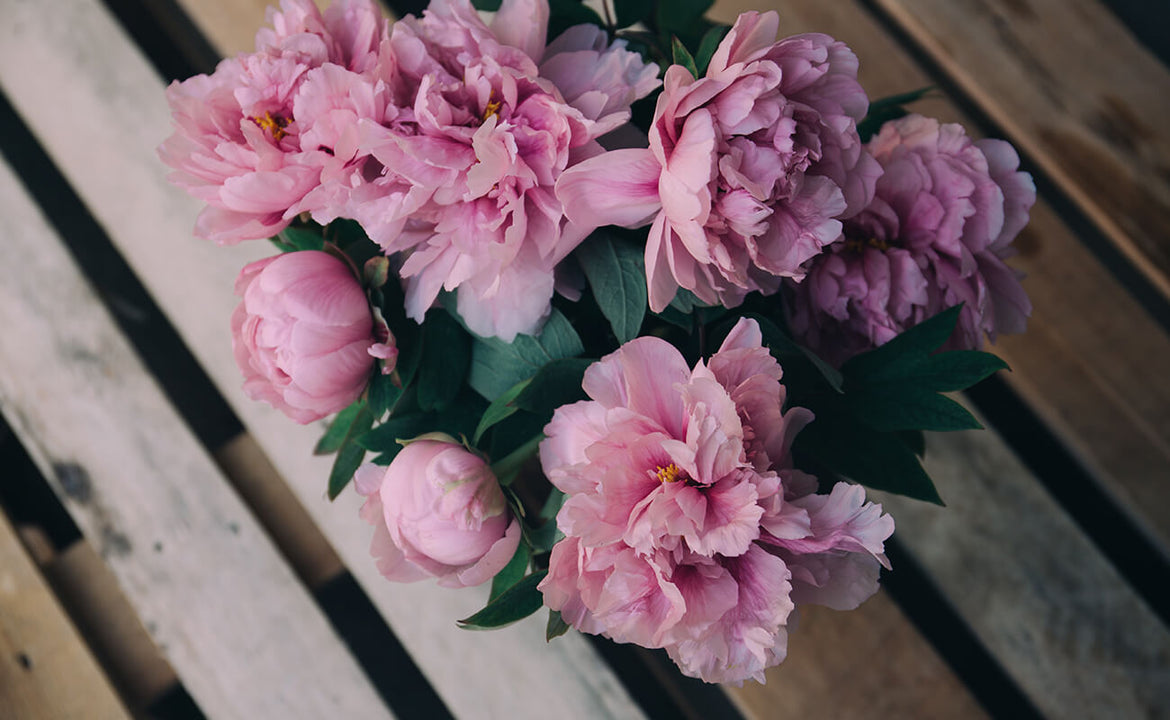 Explore our gardens