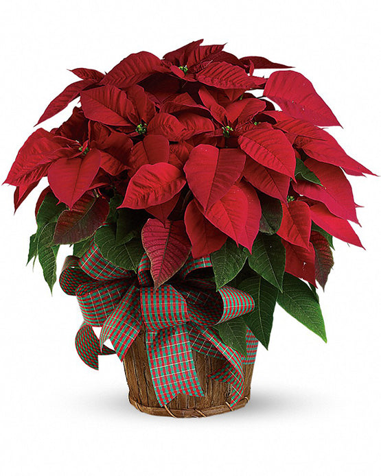 Great pots
