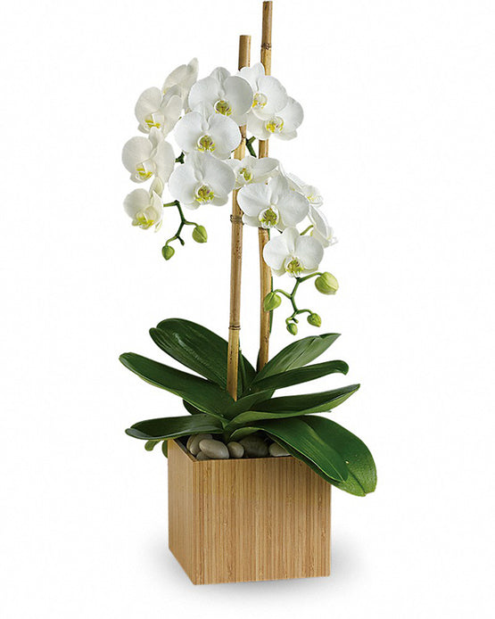 Delightful Tropics
